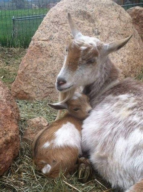 Nature | Cute goats, Goats, Baby goats