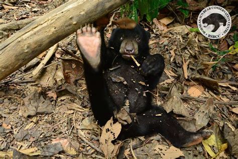 Rescued Bear Cub Returns To Forest, Goes Absolutely Bonkers - The Dodo