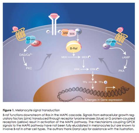 Cancer Biology: The discovery of BRAF mutation in melanoma is shown to ...