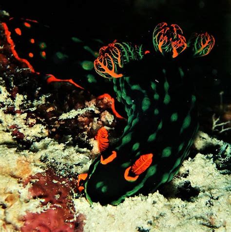 Variable neon slug - Moalboal Reef Species