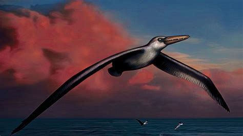 A newly declared species may be the largest flying bird to ever live | News | santafenewmexican.com