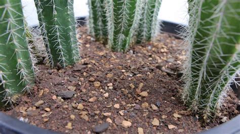 Cactus Soil Mix Recipe - Spike & Bloom