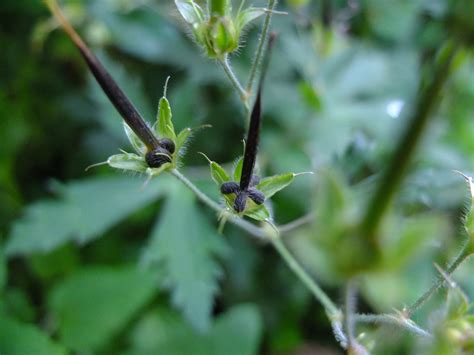 Spotted Geranium — Geranium maculatum | Nomad Seed Project