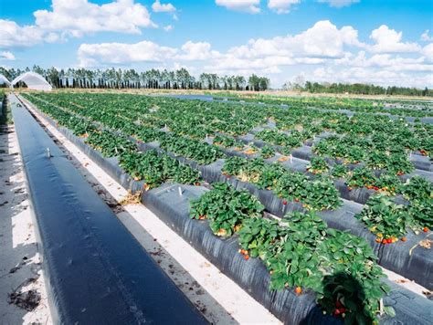 Strawberry farm stock image. Image of gardening, fruit - 140254743