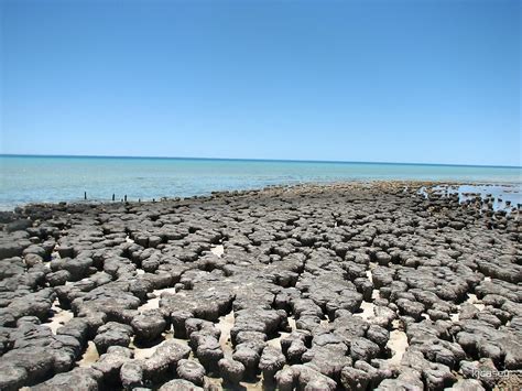 "Stromatolites Shark Bay" by kjcasey | Redbubble