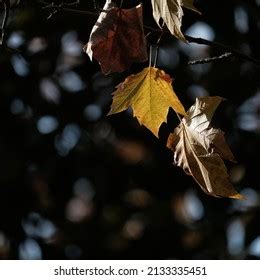 9,937 Phoenix Tree Leaves Images, Stock Photos & Vectors | Shutterstock