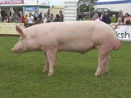 Quia - Swine Breed Identification