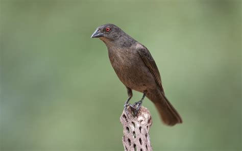 Bronzed Cowbird | Audubon Field Guide