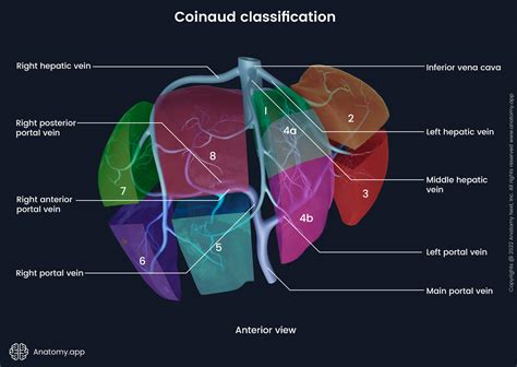 Liver Anatomy Segments