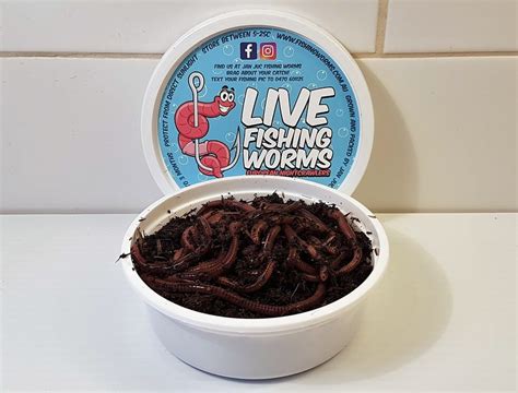 Jan Juc Fishing Worms in Werribee, Melbourne, VIC, Fishing - TrueLocal