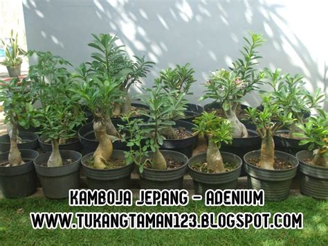 JUAL POHON KAMBOJA JEPANG | BONSAI KAMBOJA | POHON ADENIUM | JUAL TANAMAN HIAS | Tukang Taman Murah