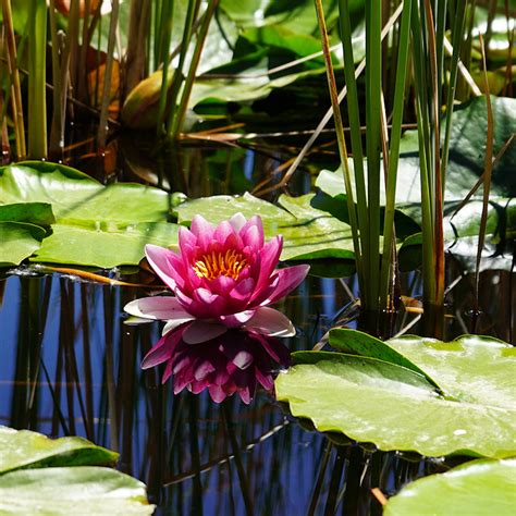 Lily Pond at Western Colorado Botanical Garden