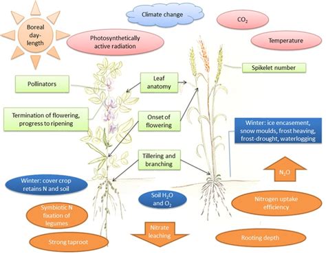 Adaptation of Boreal Field Crop Production to Climate Change | IntechOpen