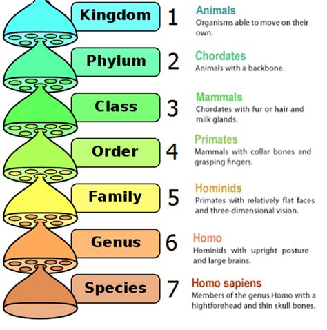 7 Levels of Classification From Largest to Smallest - Brent-has-Sharp