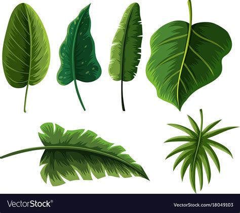 Different types of tropical leaves Royalty Free Vector Image