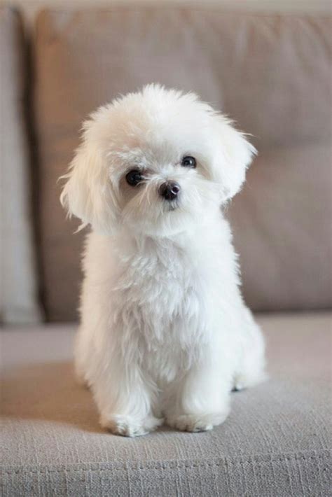 Pictures Of Cute White Puppies