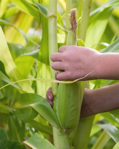 When to Pick Sweet Corn (How to harvest corn on the cob for the best flavor) - Together Time Family