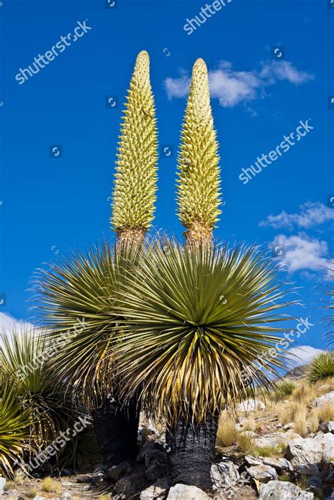 Queen Andes Giant Bromeliads Puya Raimondii Editorial Stock Photo - Stock Image | Shutterstock