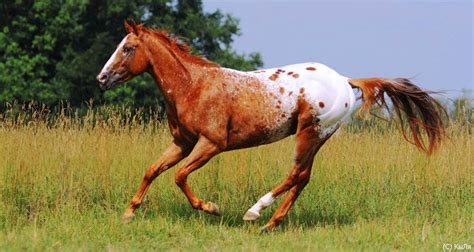 chestnut spotted blanket - Appaloosa stallion UT Spurs for Olena ...