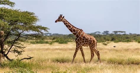 Tallest Giraffe In The World