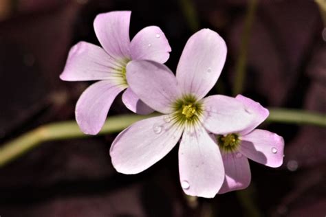 Purple Shamrock Flowers Close-up Free Stock Photo - Public Domain Pictures