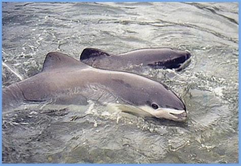 Spectacled Porpoise Information and Picture | Sea Animals