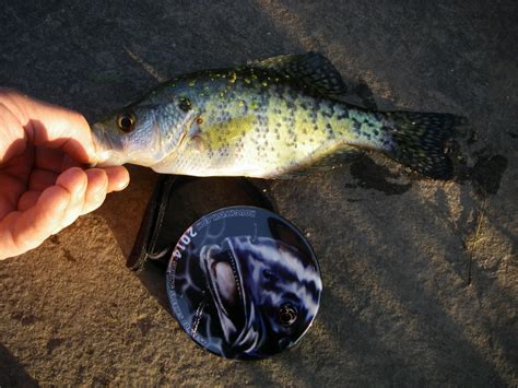 Crappie, White | www.roughfish.com