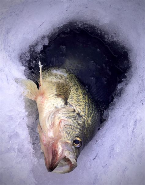 Finding and Catching Winter Crappie