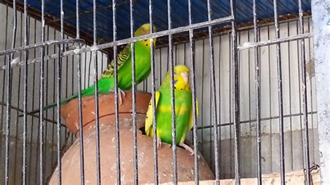 Australian Parrots Complete Breeding Tips - YouTube