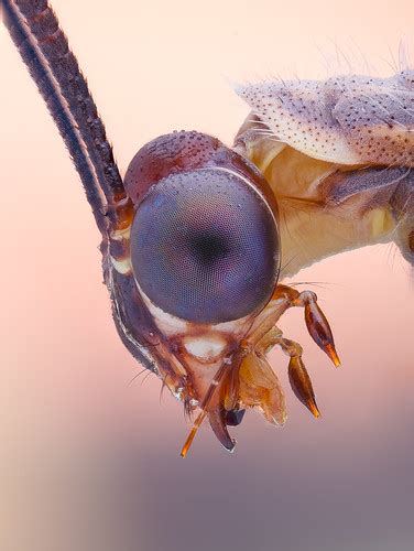 Antlion | An adult antlion (Myrmeleontidae). 76 images stack… | Flickr