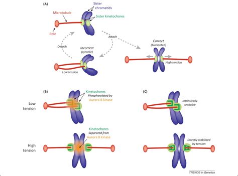 Catch and release: how do kinetochores hook the right microtubules during mitosis?: Trends in ...