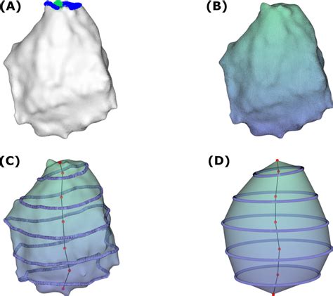 Characterisation of the soma morphology. (A) Computation of the... | Download Scientific Diagram