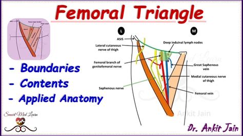 Femoral Triangle