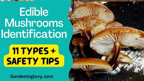 11 Types Of Edible Mushrooms Identification In Backyard