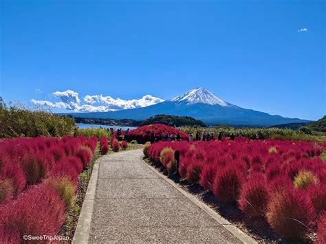 Oishi Park - SweeTrip Japan