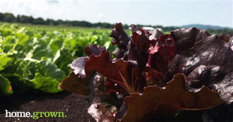 The Black Dirt Region: New York's Coolest Agricultural Region - Price Chopper - Market 32