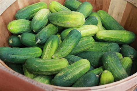 Best Cucumbers for Pickling » Picking Your Picklers