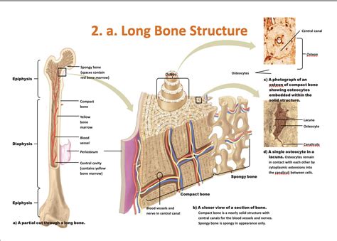 [Solved] What are the bone parts? . 2. a. Long Bone Structure Central ...