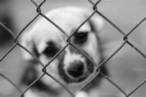 Sad dog in a cage ~ Animal Photos ~ Creative Market