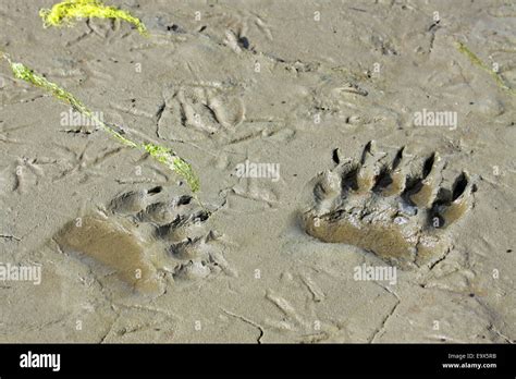 Grizzly Brown Bear tracks Stock Photo - Alamy