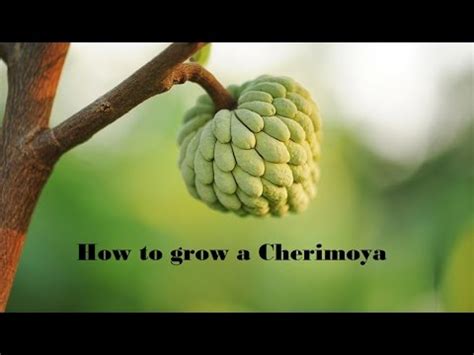 How to Grow Cherimoya from seed - YouTube