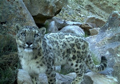 Local Communities Key in Conservation of Snow Leopards - Research Stash