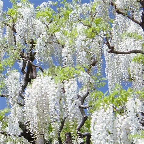 Cottage Farms Direct - Trees - White Wisteria