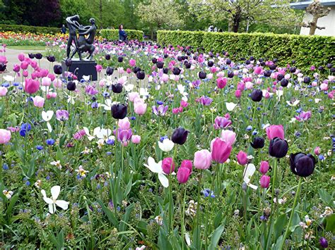 Keukenhof Flower Park; Tulips (10) | Netherlands (3) | Geography im Austria-Forum