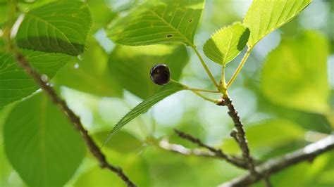 Fruit Cherry Jeju Island - Free photo on Pixabay - Pixabay