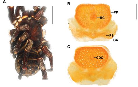 ﻿Seven new species of the segmented spider genus Liphistius (Mesothelae ...