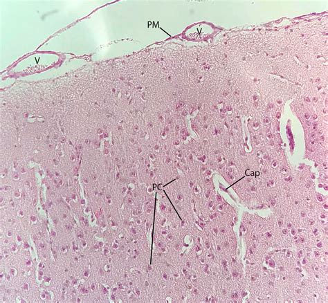 Cerebrum 20X | Histology