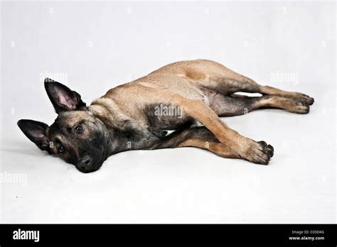 Dutch Shepherd Dog lying on its side Stock Photo - Alamy