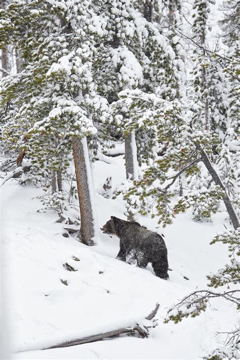 How to Photograph Wildlife in Yellowstone National Park - Photography Life