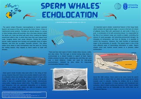 (PDF) Sperm whales’ echolocation